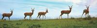 Gazelles on an African Safari